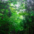 비자림의 아침 이미지