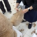 김포에이스애견미용학원
