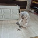 반하나캣 | 묘연이 시작된 반하나캣, 봄날이 데려온 후기