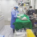 영국동물병원 이미지