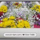 비담상조
