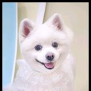 베베펫 천안 강아지분양 고양이분양 네이버블로그
