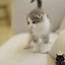 캣통령 잠실점 이미지