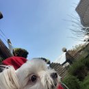 쁘니애견 이미지