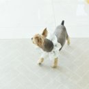 도담도담펫살롱 이미지