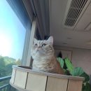 캣그린