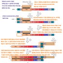 (공유) RNA 역전사 효소 DNA 변형 ==＞ 에이즈 바이러스는 가장 악성입니다. 이미지