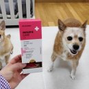 씨유 수유한천점 | 강아지 간식 저칼로리 노견 영양식 닥터맘마 급여 후기