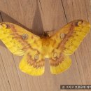 고치 이미지