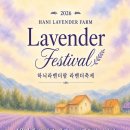 "1만 평 정원이 전부 보랏빛이에요" 6월에만 만날 수 있는 무료 라벤더 명소 이미지