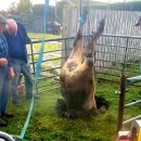 황소목장 이미지