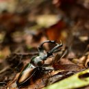 가래비길 이미지