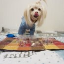 스타덴탈2 이미지