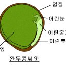 종자발아에 관한 정보(3)-종자의 구조와 발아 이미지