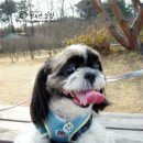 쮸 Daum카페