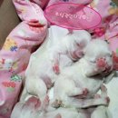 오원석 황금동물병원 이미지