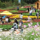 원주 치맥·횡성 더덕·인제 가을꽃…9월 강원 축제 따라 떠나는 가을여행 이미지