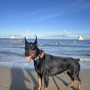 로반 | 아이조아보호소김포점 도베르만 “로반” 입양후기