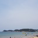 피노(pino)