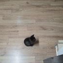 우리집막내 이미지