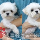 리틀쥬동물의료원 이미지