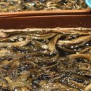 장어와미꾸라지 이미지