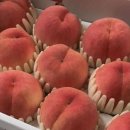 더솔리드 이미지