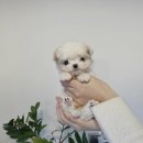 유어펫 강아지분양 고양이분양 본점 이미지