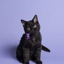 캣 플래닛 | 잠실 송파 고양이 전문 사진관 아워플래닛 스튜디오 찐 후기