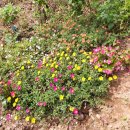 대각주유소 이미지