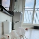 함께냥 앤 함께냥품 북수원점 이미지