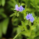 Echium plantaginea 그리고 Pulmonaria officinalis, Mary's tears 이미지