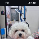 딩동댕 펫살롱 이미지