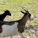 배틀공원 농구장 | [보홀 DAY2] 현존하는 가장 큰 어류, 고래상어 만난 날 (주변 맛집+관광지, 히낙다난 동굴, 마사지샵...