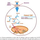 Re: 암세포의 포도당 수용체 차단으로 항암치료하는 기전에 대한 탐구 이미지