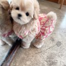 퍼피몽(애견분양) 이미지