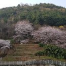 서울과 부산의 벚꽃 개화시기 이미지