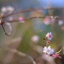 여호수아 13:1~14 이미지