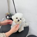 어서오시개