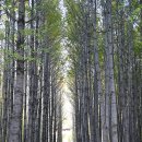 아화 도리마을 은행나무숲 이미지