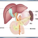 사망률 높고, 생존율 낮은 난공불락의 췌장암 이미지