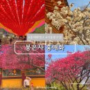 우산파출소 | 서울 봉은사 홍매화 명소 실시간 개화 현황 포토스팟