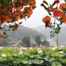 울미연꽃마을 이미지