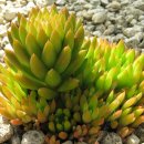 밭두렁농원 이미지