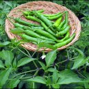 입맛대로 쿡 이미지