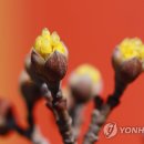 The 산수유 이미지