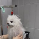 퍼피팸퍼 이미지