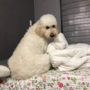 한수풀동물병원 이미지