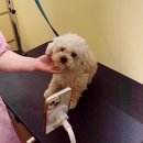 아이퍼피 | 광주 북구 애견미용 추천 | 풍향동 퍼피버터(Puppy Butter) 방문 | 미용 • 위생목욕 후기