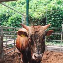 반디한우농장 이미지